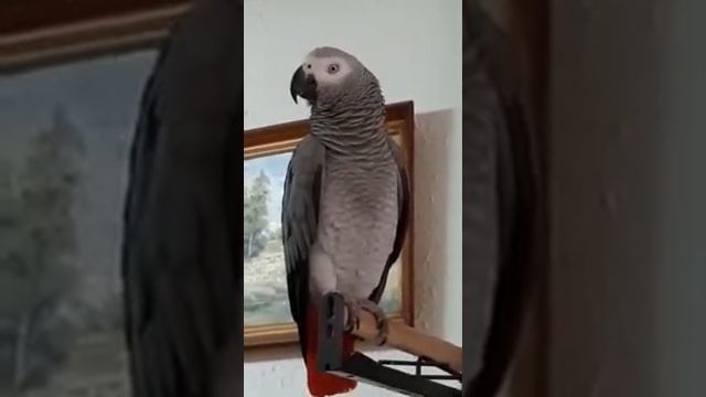 Учим стишок... смотреть онлайн