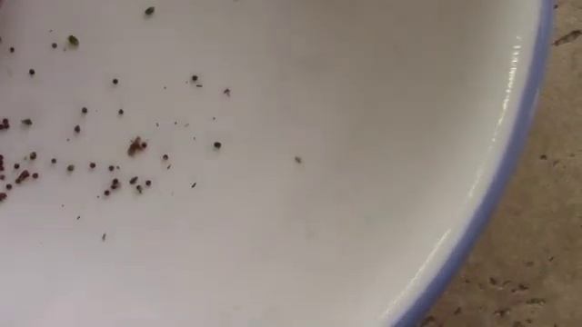 Gymnocalycium Propagation Seed Harvest to Germination смотреть онлайн