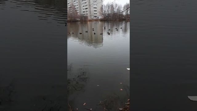 Надо вести себя как утка. Всегда оставаться спокойным и уравновешенным. смотреть онлайн