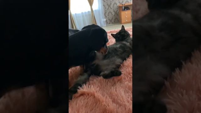 #животные #такса#кот смотреть онлайн
