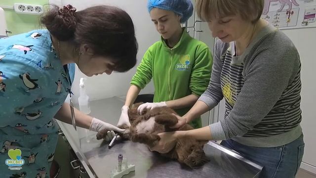 Відбір крові у кішки на дослідження. смотреть онлайн