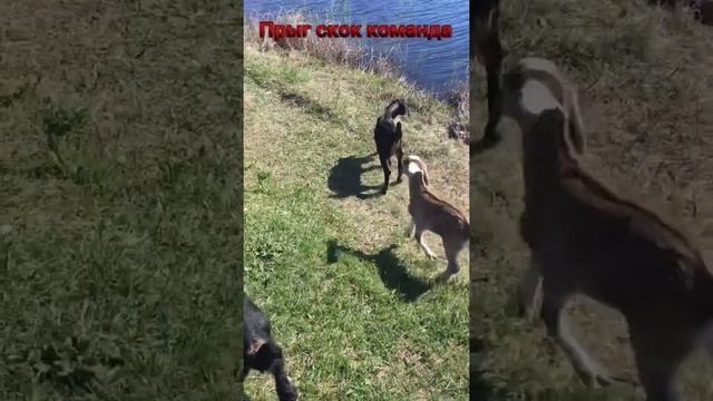 Прыг - Скок команда !!!! ??❤️ смотреть онлайн