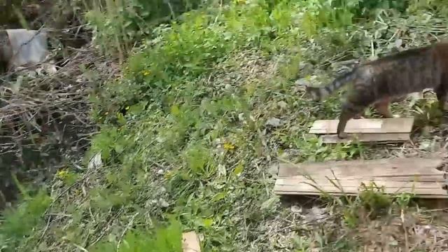 ЗАБРОСИЛИ ГРЯДКИ,СИДИМ НА РЫБАЛКЕ.ЛЁШИК БЛАГОУСТРАИВАЕТ ДЛЯ МЕНЯ МОСТОК. смотреть онлайн