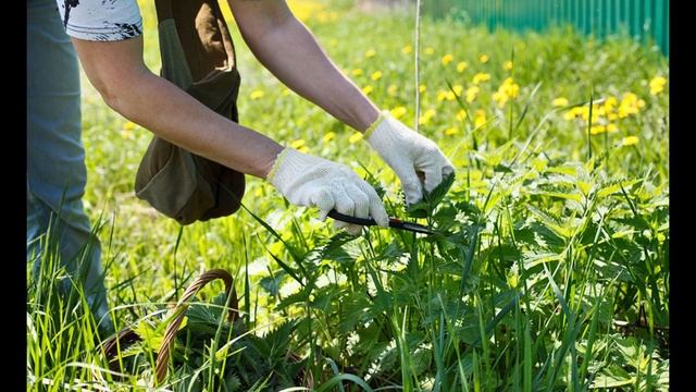 История лечебных трав. Часть 3 / Захар Травник смотреть онлайн