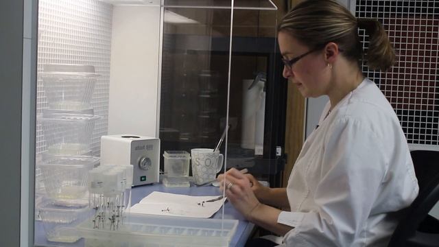 Spudwoman Alison Sklarczyk demonstrates potato node cutting process Lab смотреть онлайн