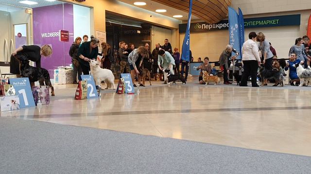 05.03.2023, СПб. Клуб "Нордвест-Северозапад". Выставка собак CAC 1 группы FCI. смотреть онлайн