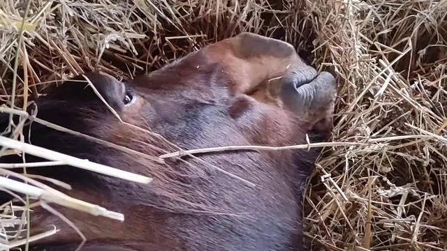 Фарух спит. Лошадь видит сны. Farukh sleeps. A horse is dreaming. смотреть онлайн