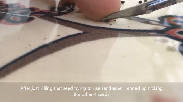 Sowing difficult cactus seeds. Mammillaria saboae groupe theresae, bertholdii, haudeana , luethyi смотреть онлайн