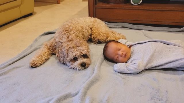 Moments That I Know My Dog Loves Her Baby Brother смотреть онлайн