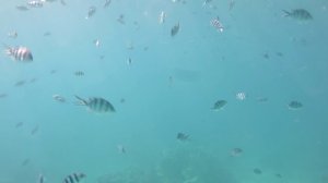 День очистки водоемов