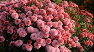 Как Выращивать  Хризантему Дома
