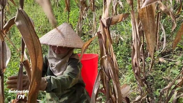 Harvest corn a lot for livestock, Building Life, Episode 174 смотреть онлайн