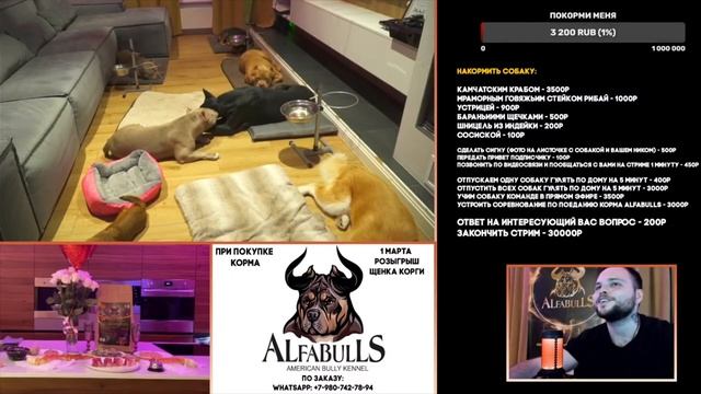 Кормлю собак за донаты. Что делают собаки пока я не слежу за ними. Нарезка со стрима смотреть онлайн