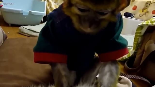 Коты и обезьяны) Monkeys Vs Cats смотреть онлайн