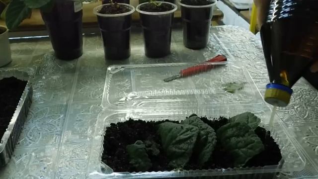 ?Глоксиния, фрагменты листа дали детки, как рассадить ?how to grow gloxinia смотреть онлайн