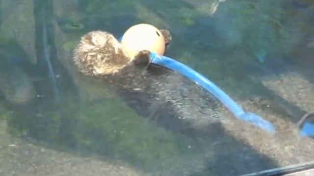 Otter 2 смотреть онлайн