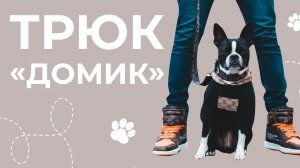 Зачем нужны трюки? Как научить собаку трюкам? Трюк домик. Дрессировка собак в домашних условиях