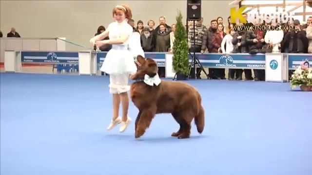 Dog Show 
