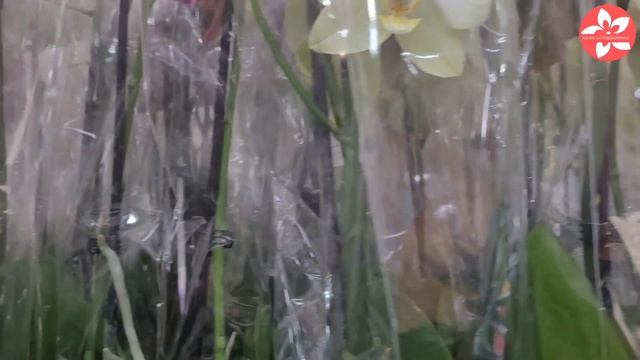 Флорэвиль.Акция на орхидеи 549 рублей?