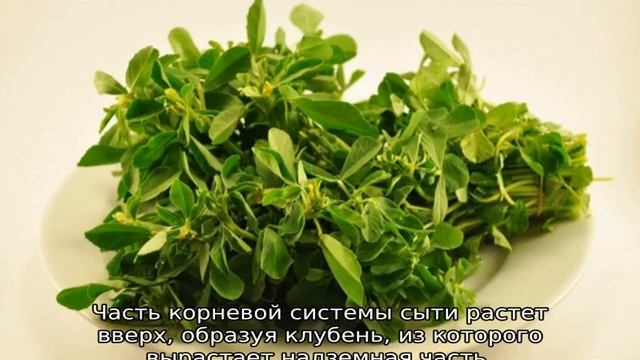 Ореховая трава: описание, свойства и применение