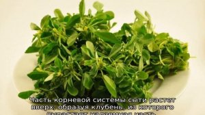 Ореховая трава: описание, свойства и применение