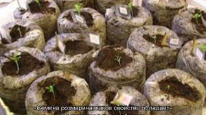 Как вырастить Розмарин из семян в домашних условиях