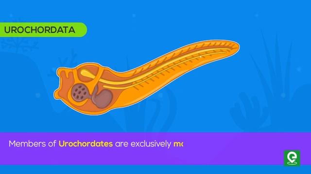 What are Protochordates? | Biology | Sub Phylum of Chordata | Animal Kingdom : Protochordata смотреть онлайн