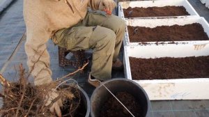 Ежевика Блек джем, размножаем корневыми и стеблевыми черенками.