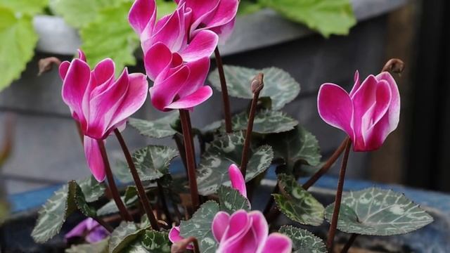 ҮЙДЕ ҰСТАУҒА БОЛМАЙТЫН ЕҢ УЛЫ 10 ӨСІМДІК #гүлдер #улы