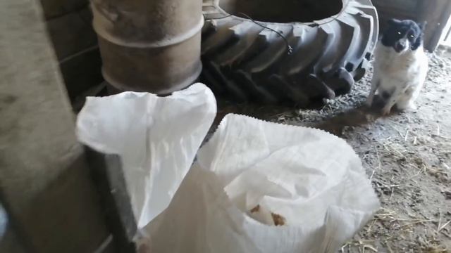 В гостях у Бабули! Мускусные утки не выдерживают морозы! Дроблю зерно! смотреть онлайн