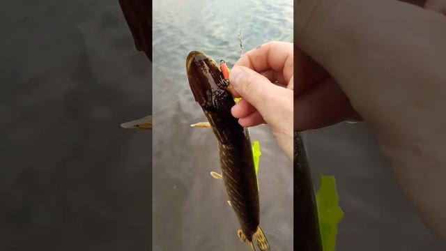 Рыбалка.Поймал щуку за глаз.#shorts #рыбалка #fishing смотреть онлайн