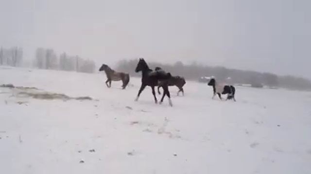 Friesian/thoroughbred filly смотреть онлайн