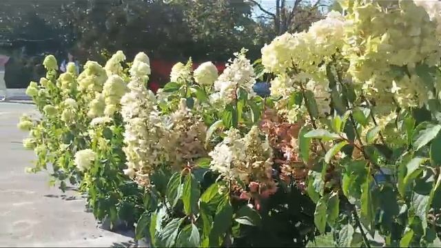 Выставка гортензий в парке им.М.Горького. Ростов-на-Дону
