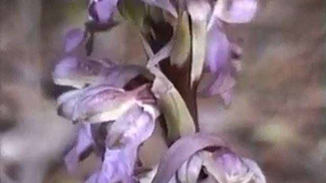 Orquideas смотреть онлайн