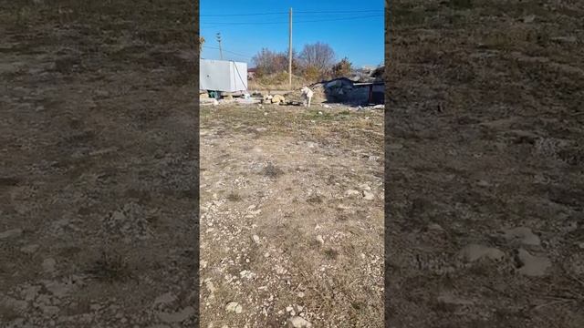 собака похожа на волк ? смотреть онлайн