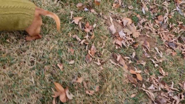 Тоня + Луша = прогулка ч.3 🐾🦴🌭🐶😍 смотреть онлайн