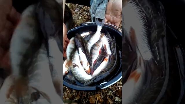 Добавил пару видов рыб(сорожка, чебак)Кемеровская обл топкинский район смотреть онлайн