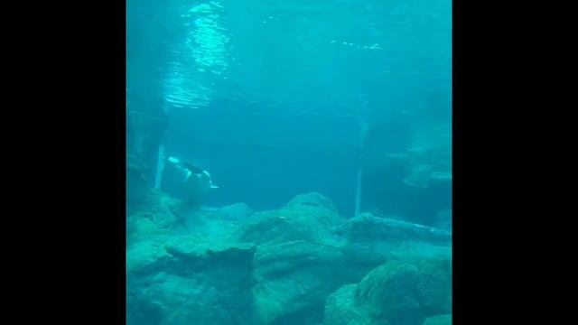 Momo @ Georgia Aquarium