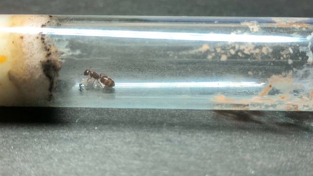 Обзор муравьёв Crematogaster vagula. #МуравьиЯрославль смотреть онлайн