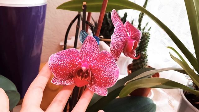 Орхидеи. Обзор цветущих орхидей. Сентябрь. Дикий кот, биг лип, дендрофаленопсисы, зигопиталум ... смотреть онлайн