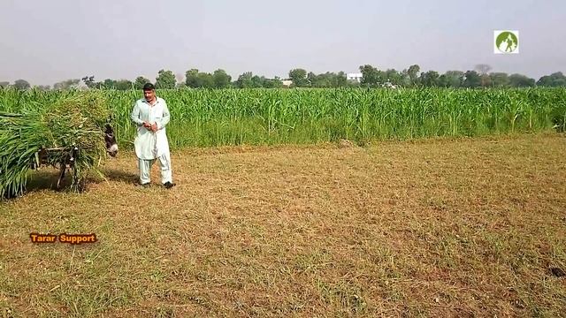 Village Life In Pakistan Daily Routine Work In 2020