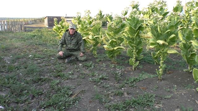 Обзор курительного табака - сорт Берли - 9. смотреть онлайн