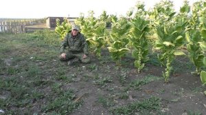 Обзор курительного табака - сорт Берли - 9.