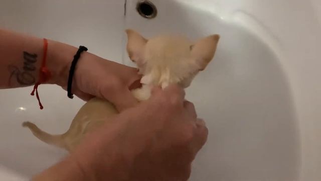 КУПАЕМ ЧИХУАХУА ПЕРВЫЙ РАЗ ??? смотреть онлайн