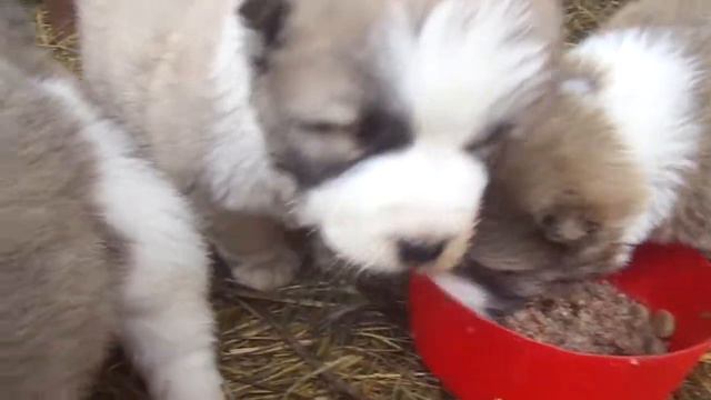 29 дней щенки от Потапа. великана смотреть онлайн