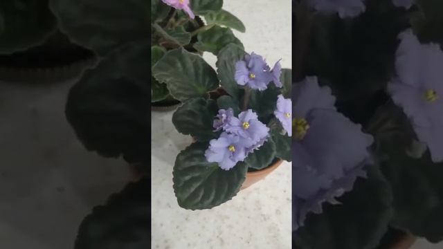 самые неприхотливые цветы - это фиалки смотреть онлайн