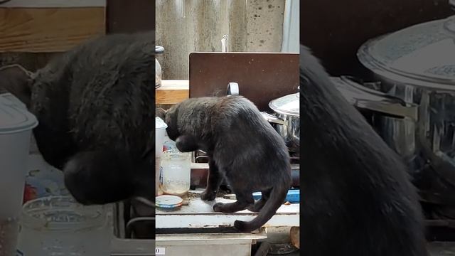 Мариупольские коты. Попытка выжить. Коты размножаются почкованием??? смотреть онлайн