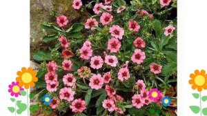 Лапчатка непальская Miss Willmott. Краткий обзор, описание характеристик, где купить саженцы