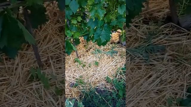 Запилення винограду . 23.06.2022рік. смотреть онлайн