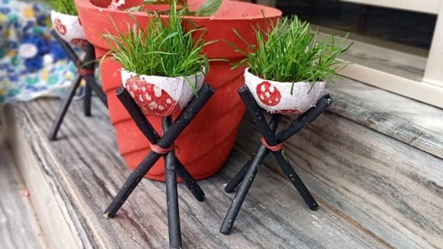 HEMIGRAPHIS REPANDA/Garden സുന്ദരമാക്കാൻ STAR GRASS??/BORDER GRASS/Ornamental Grass